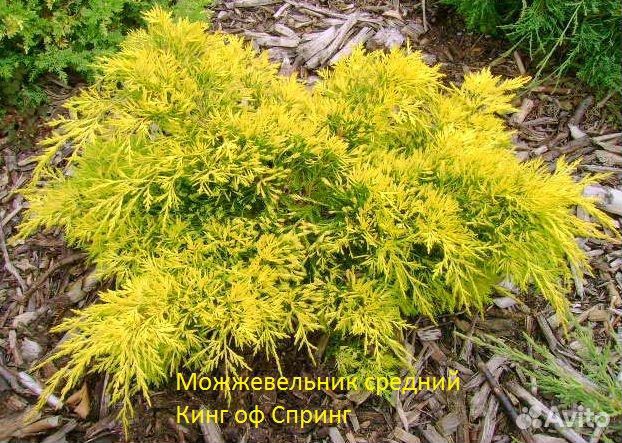 Саженцы Можжевельники средние