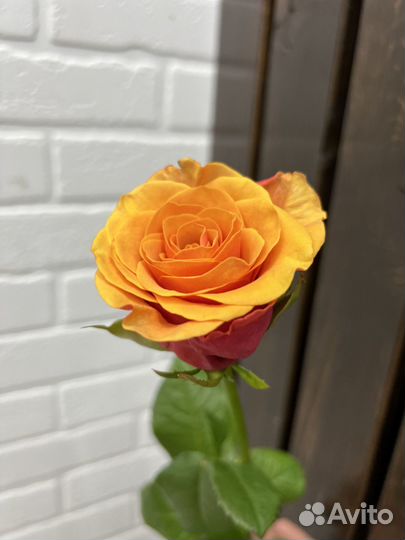 Букет свежих голландских роз