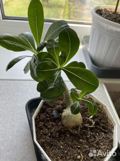 Адениум арабикум