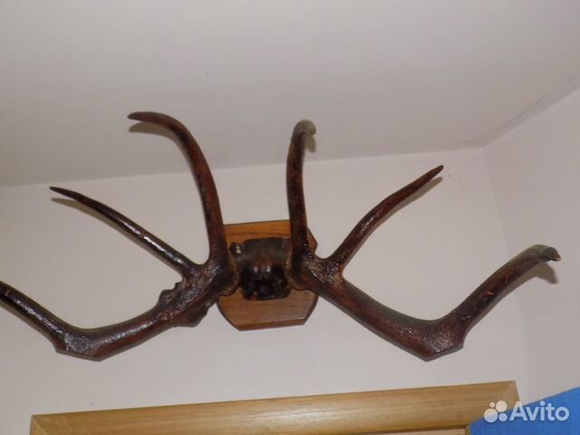 Рога Кавказского оленя