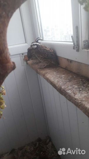 Неразлучники фишера,вергинская куропатка