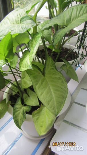 Цветы домашние в горшках