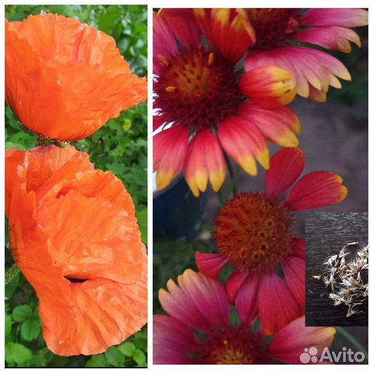 Семена. Лук на посадку. Рассада Чернокорня