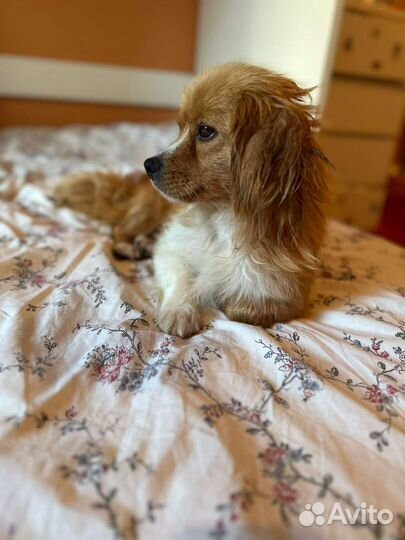 Шани ищет дом