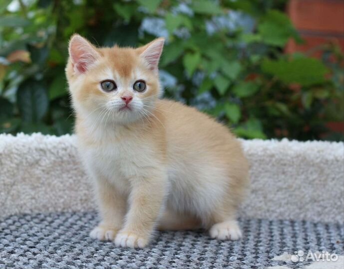 Золотые котята мальчики и девочки