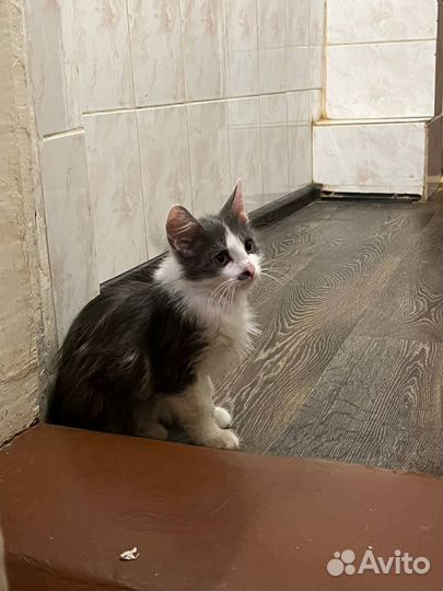 Пушистый мальчик (из приюта)