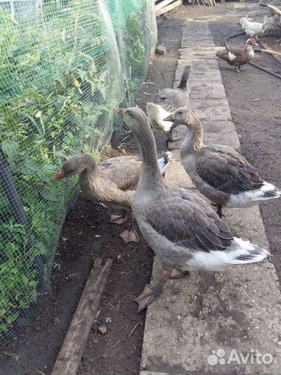 Гуси индоутки