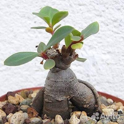 Талинум Метельчатый семена