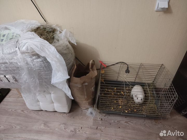 Морская свинка с клеткой, 5 кг корма, сено