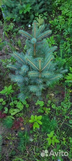 Ель голубая