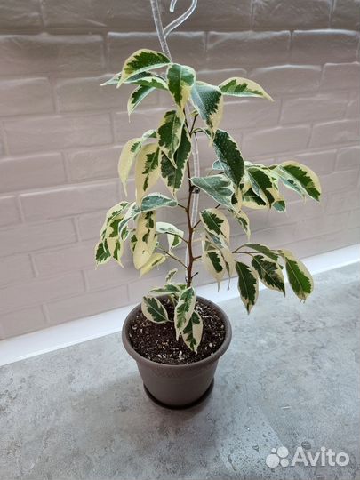 Фикус бенджамина де гантель