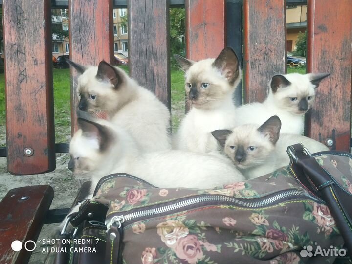 Тайские (сиамские) котята - продажа