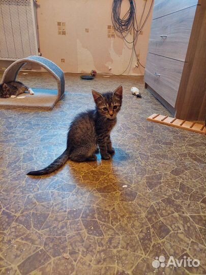 Мальчик 2 месяца ищет дом