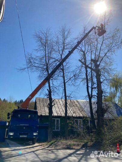 Спил деревьев