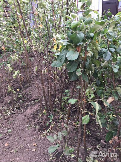 Яблони черная смородина