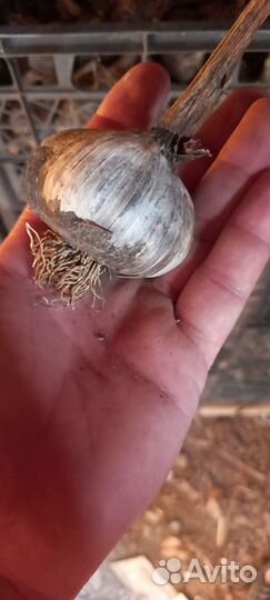 Продам чеснок 100р