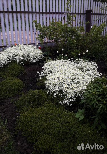 Цветы многолетники