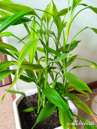 Продам цветы домашние