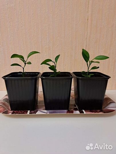 Мандариновое дерево