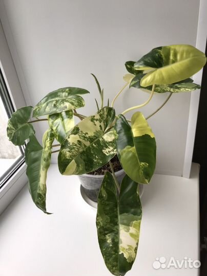 Филодендрон Бурле Маркс вариегатный