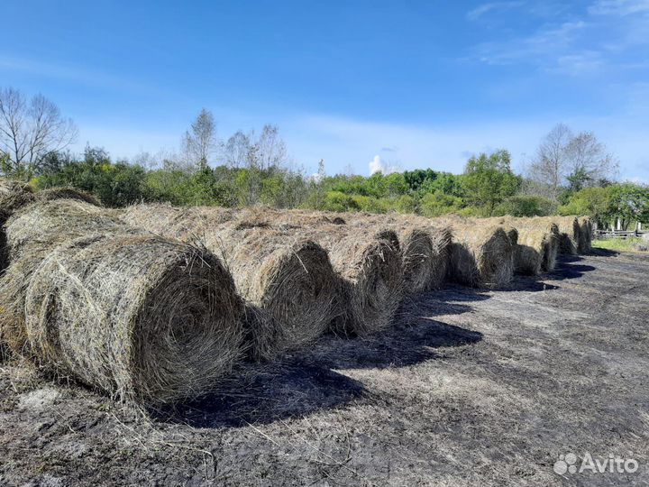 Сено в рулонах