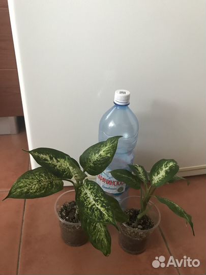 Диффенбахии Камилла, Марс