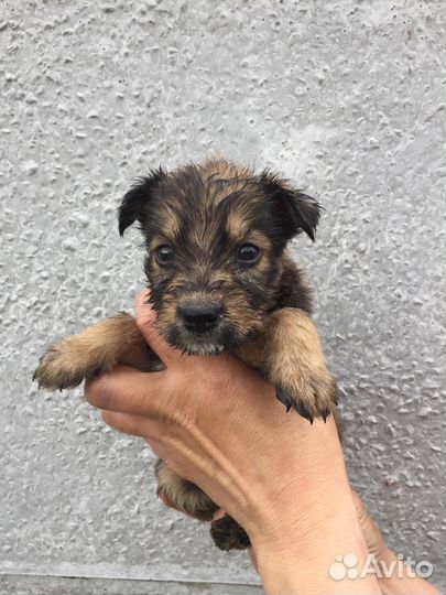 Щенки-девочки ищут дом