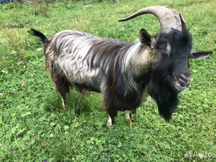 Козел на племя