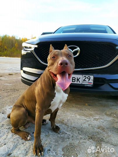 Вязка Питбуль