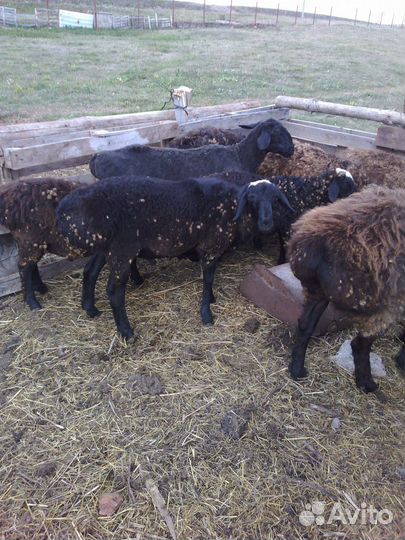 Бараны курдючной породы
