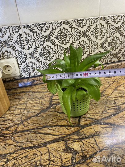 Сансевиерия