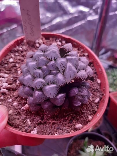 Кактусы и суккуленты