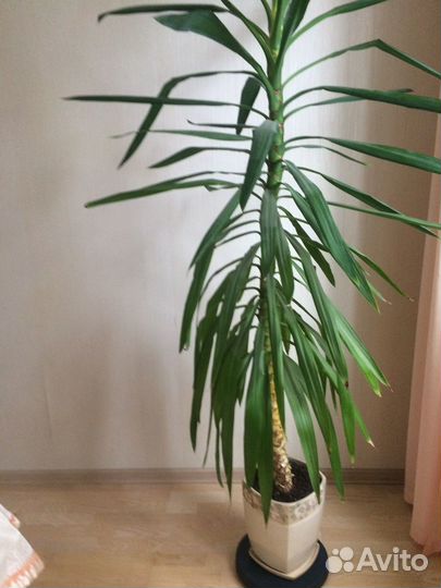 Пальма юкка