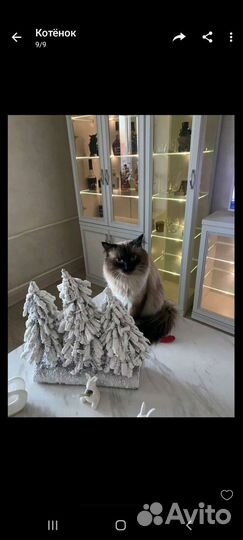 Кот для вязки