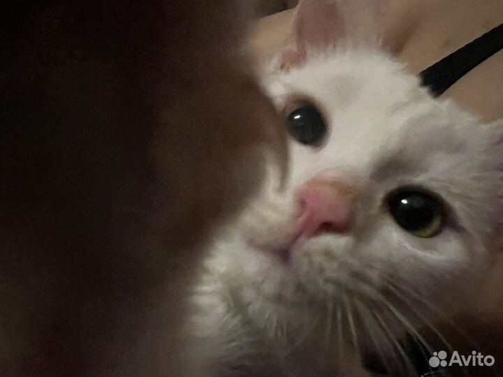 Котята вислоухие