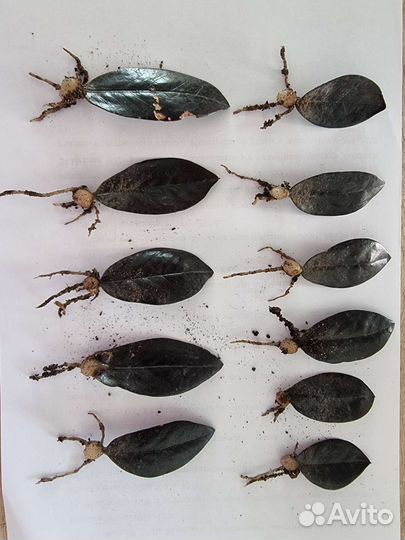 Хойя, Замиокулькас Жук, Блэк Равен и др