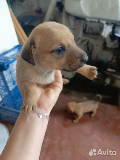 Отдам щенят в добрые руки