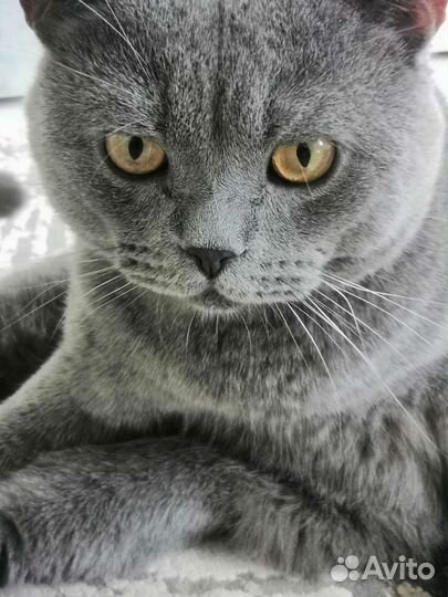 Британский кот вязка
