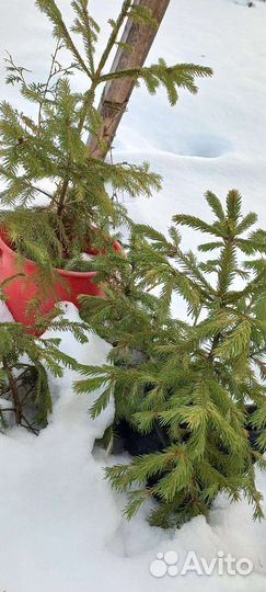 Елочка в горшке