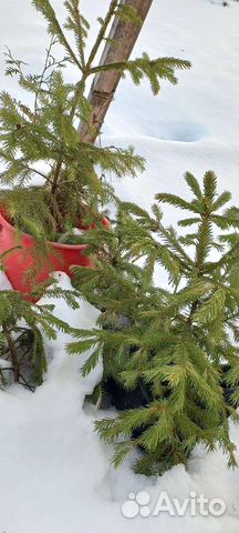 Елочка в горшке