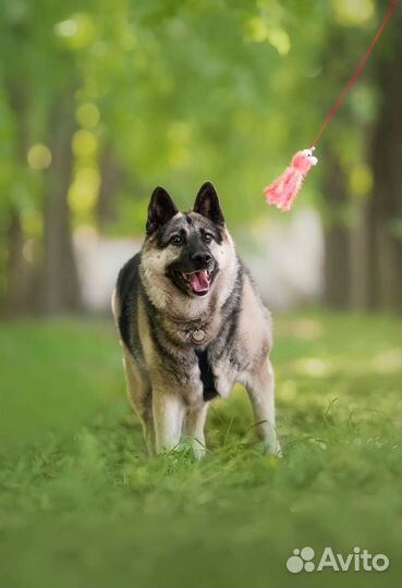 Метис восточноевропейской овчарки ищет семью