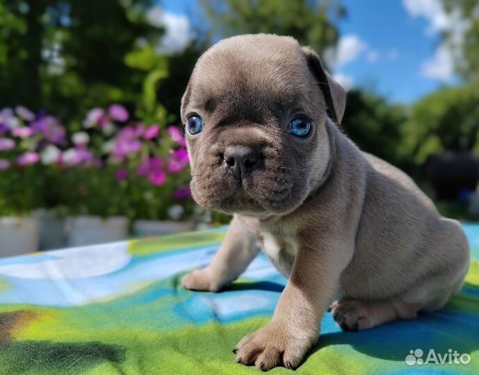Шикарные голубой шоколад лиловые щенки француз