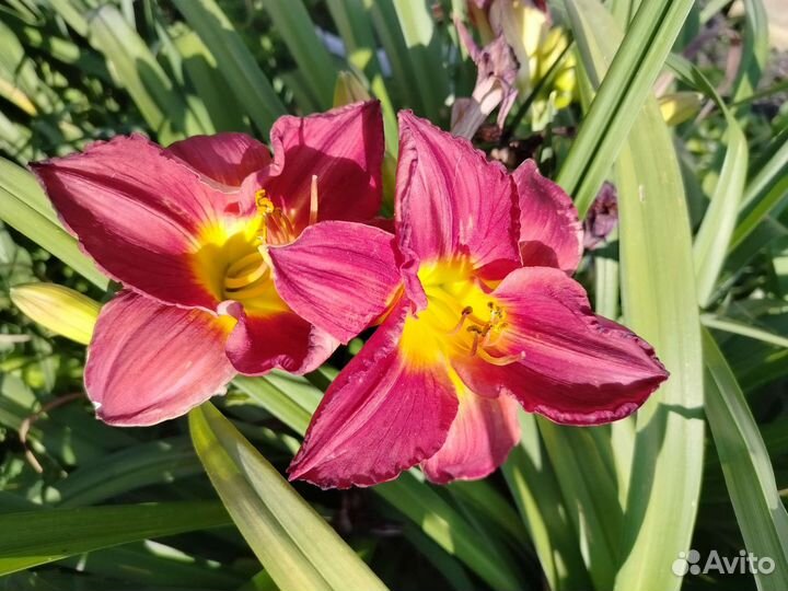 Лилейники сортовые