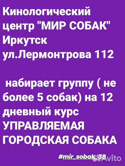 Дрессировка собак