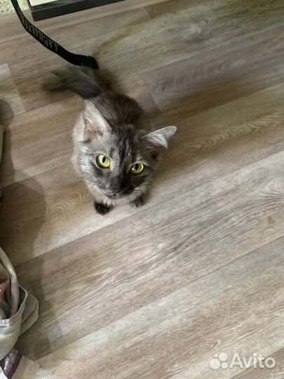 Котенок