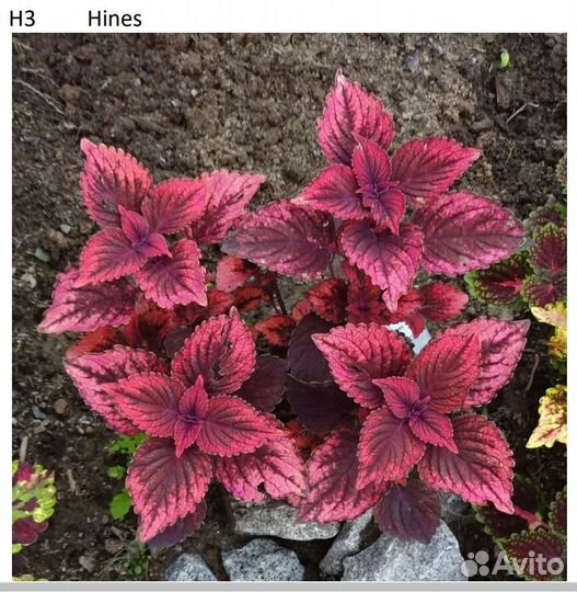 Колеусы вегетативные