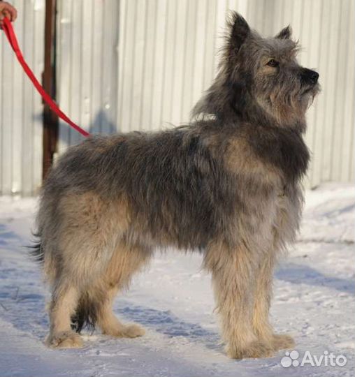 Собака-домовенок