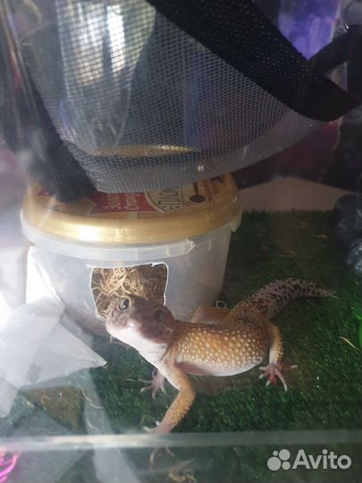 Ящерица эублефар