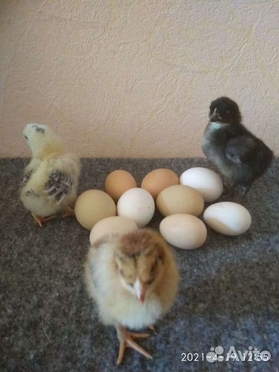 Цыплята и яйцо