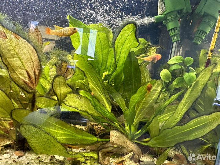 Аквариумные растения